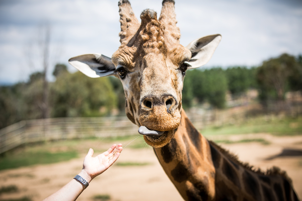 Discover your wild side at the National Zoo & Aquarium.