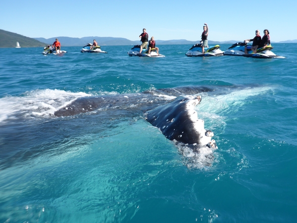 Whales Say Hello in the Whitsundays: Whitsunday Jetski Tours 